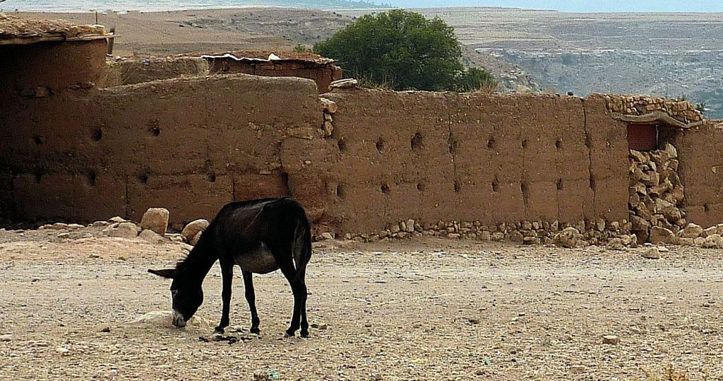 un âne proche d'un douar au Maroc, similaire à l'OVNI au sol de Marrakech